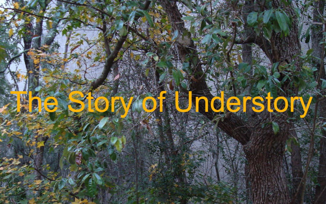 The Story of Understory